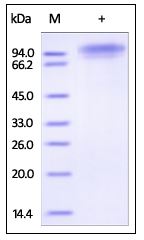 Human C1q R1, His Tag on SDS-PAGE under reducing (R) condition. The gel was stained overnight with Coomassie Blue. The purity of the protein is greater than 95%.